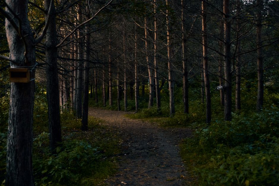 A Step-by-Step Look at Walking: The Most Underrated Exercise