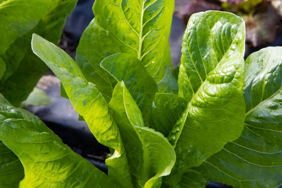 Iron, B12 And The Nutrients Worth Testing: Making It Part of Your Day